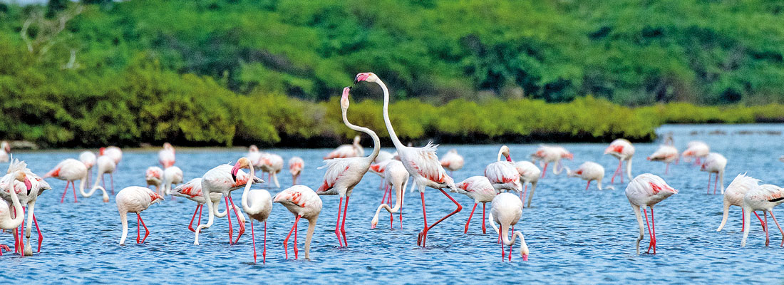 Flamingos in Mannar 1
