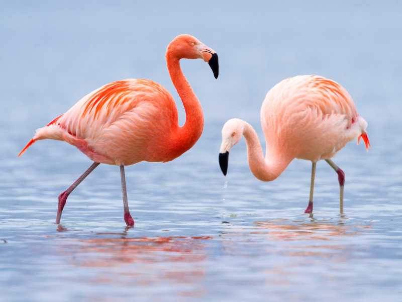 Flamingos in Mannar 2