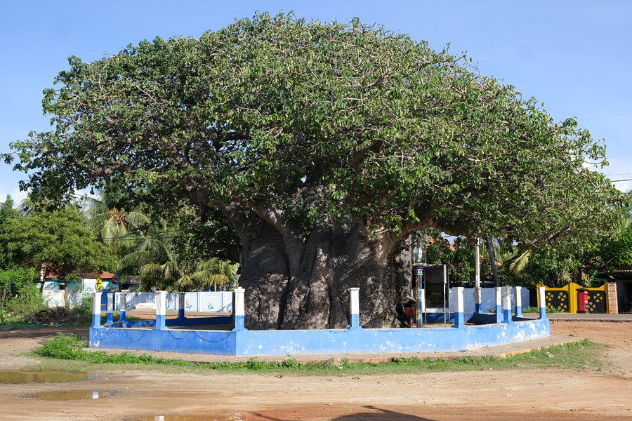Pallimunai Baobab Tree View